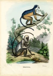 Languren, 1863-79